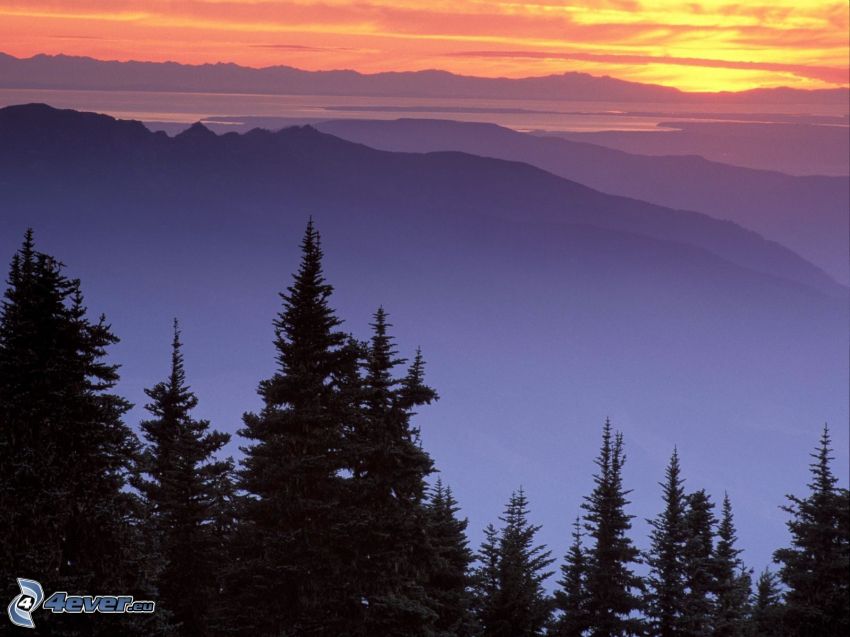 Mount Baker, Snoqualmie National Forest, arbres conifères, collines, nuages