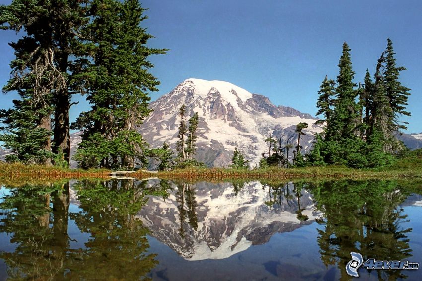 Mount Rainier, montagne enneigée au-dessus du lac, arbres conifères, reflexion