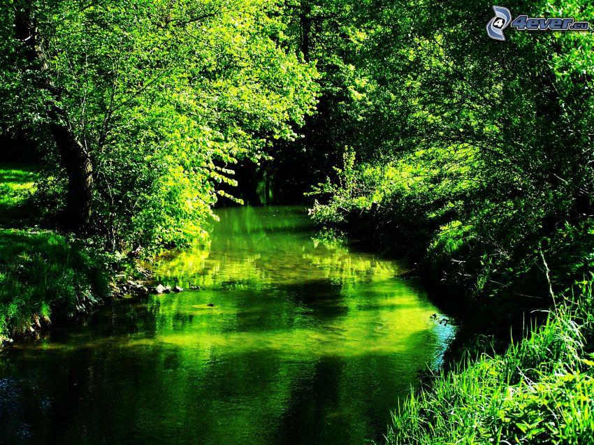 nature verte, ruisseau