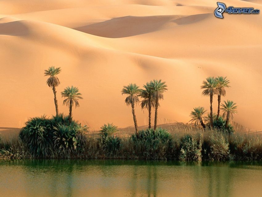 oasis, désert, eau, sable