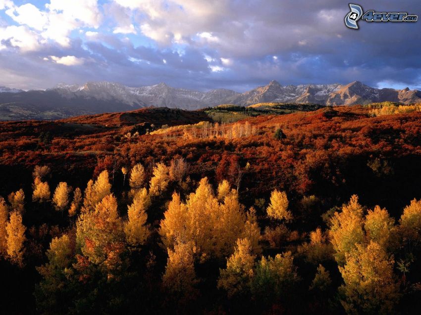 paysage d'automne, jaunes forêt d´automne, collines en automne