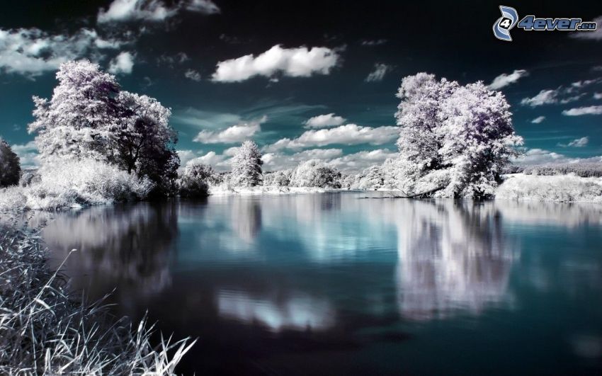 paysage d'hiver, lac, arbres enneigés