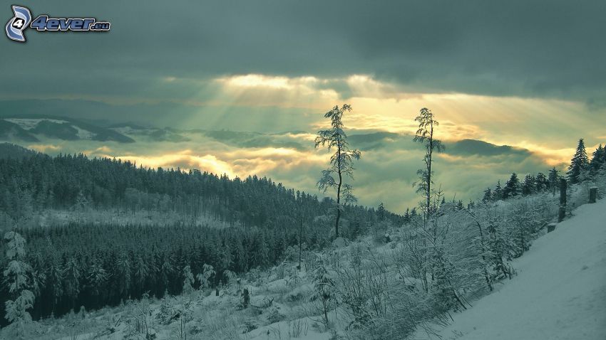 paysage d'hiver, neige, nuages, arbres enneigés, rayons du soleil