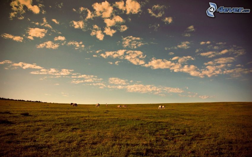 prairie, chevaux, nuages