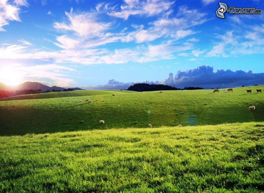 prairie, moutons, vaches, herbe verte, coucher du soleil derrière la colline