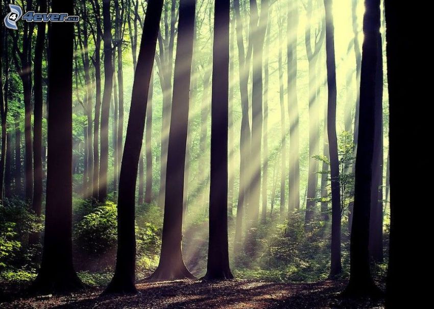 rayons de soleil dans la forêt