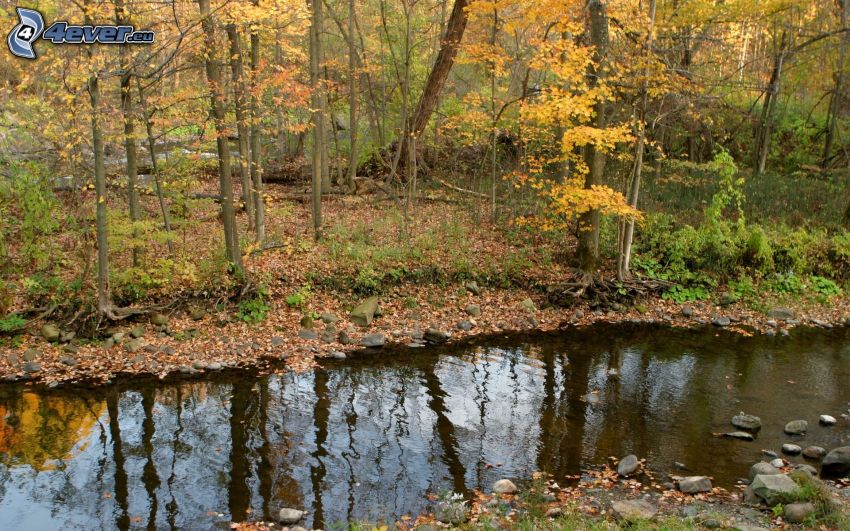 ruisseau, forêt, feuilles colorées, automne