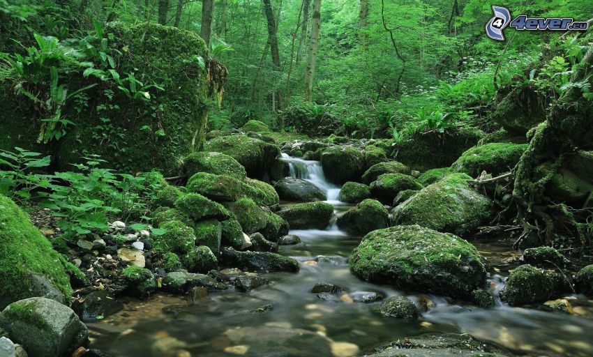 ruisseau dans une forêt, pierres, vert