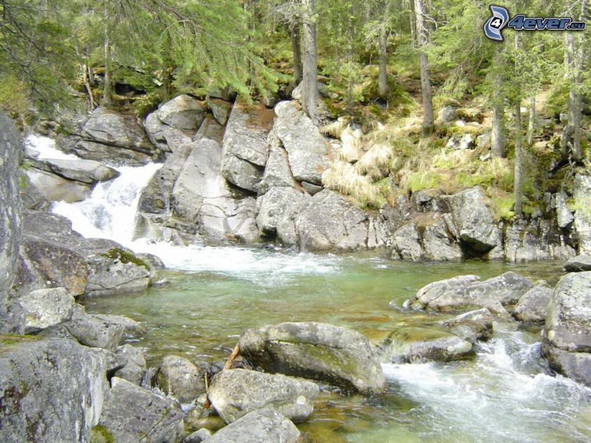 ruisseau de forêt, Hautes Tatras, rochers