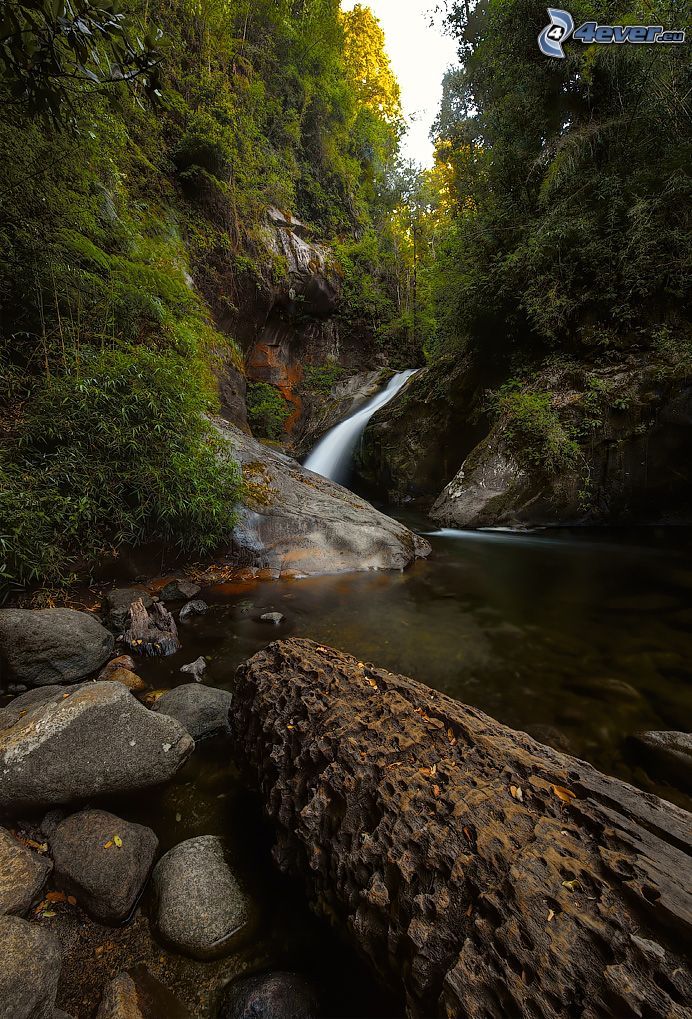 ruisseau de forêt, rochers, arbres, tronc