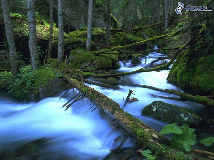 ruisseau sauvage de la forêt, forêt vierge, les troncs