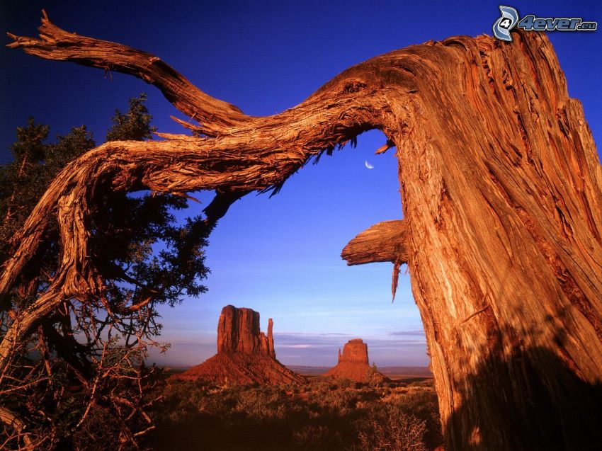 vieil arbre, Monument Valley, Arizona, branche