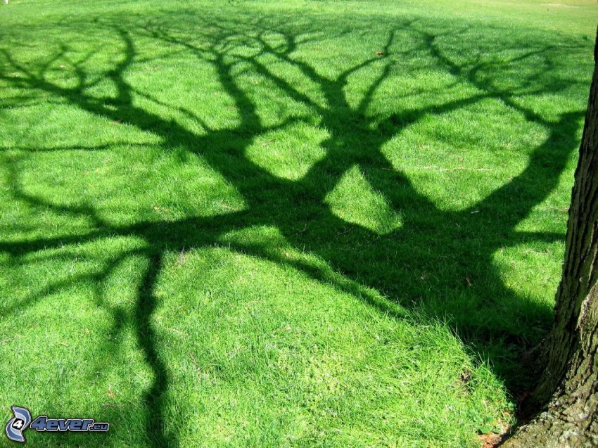 pelouse, ombre des arbres