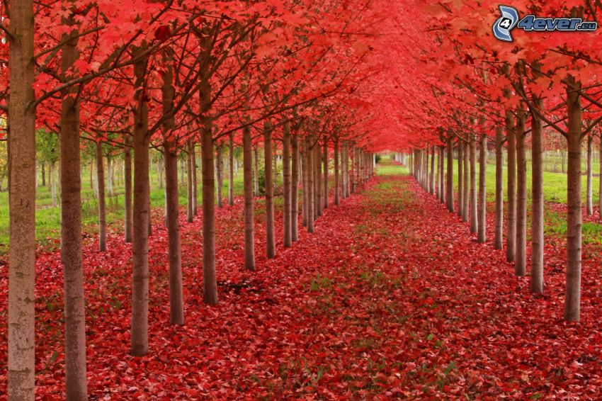 allée des arbres, feuilles rouges, automne
