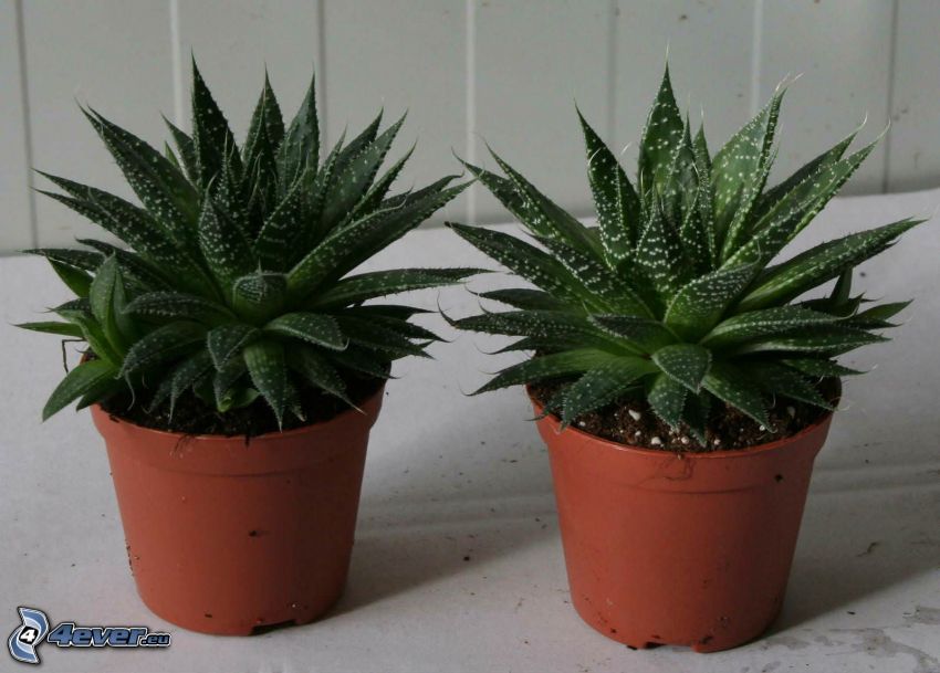 Aloe aristata, les pots de fleurs