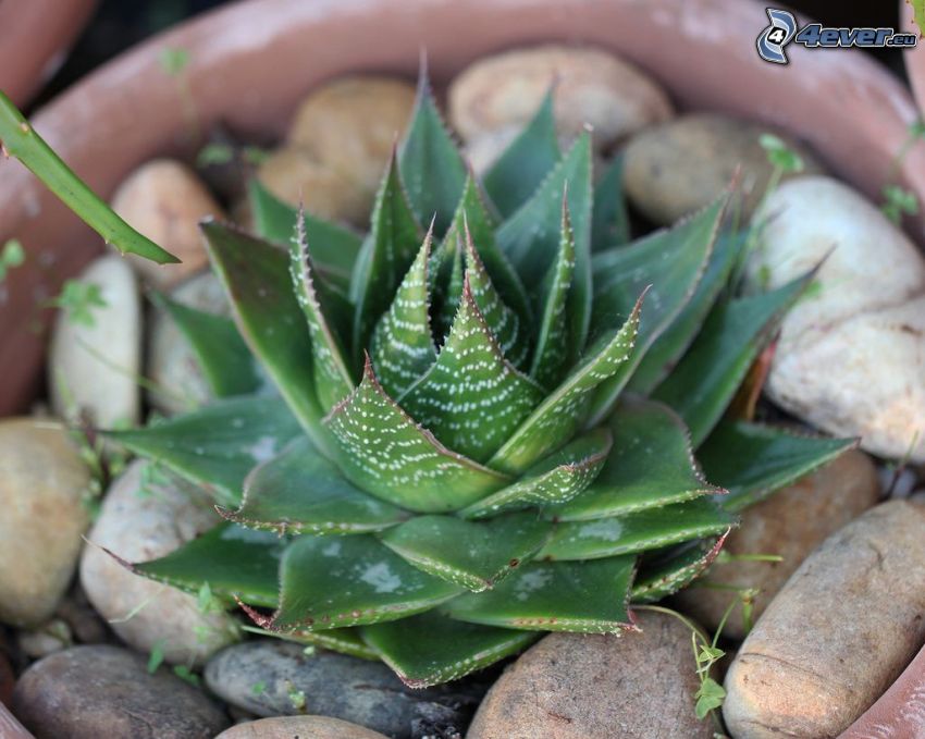 Aloe aristata, pot de fleur, pierres