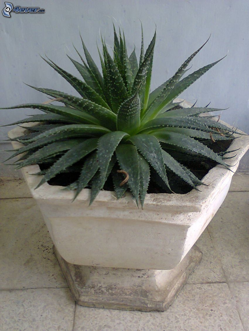 Aloe aristata, pot de fleur