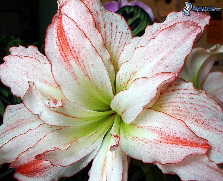 Amaryllis, fleur blanche