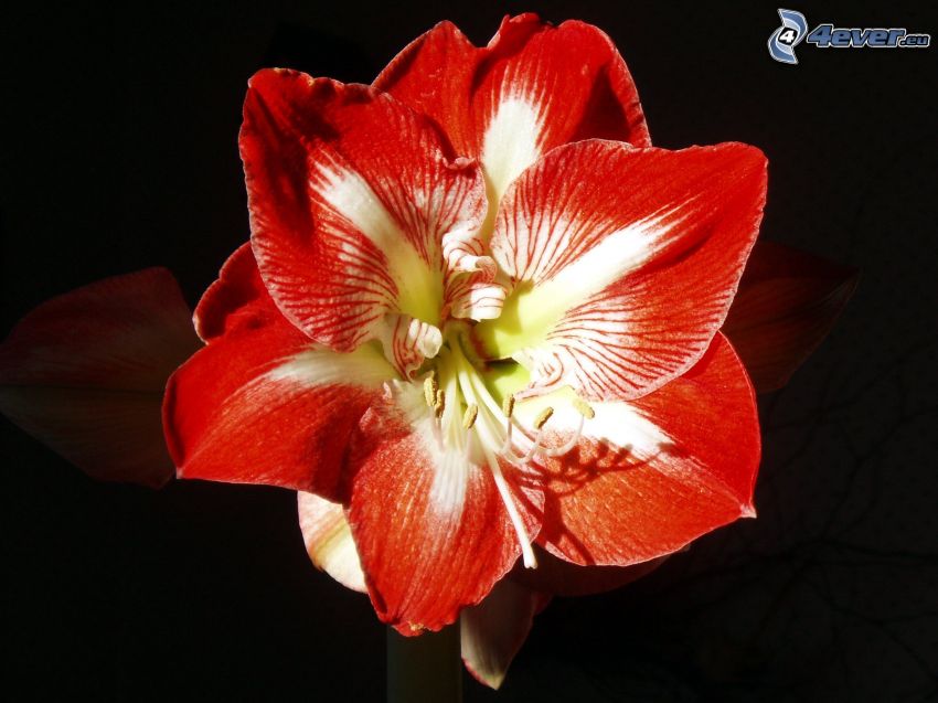 Amaryllis, fleurs rouges