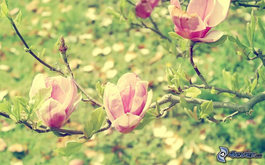 arbre à floraison, fleurs roses