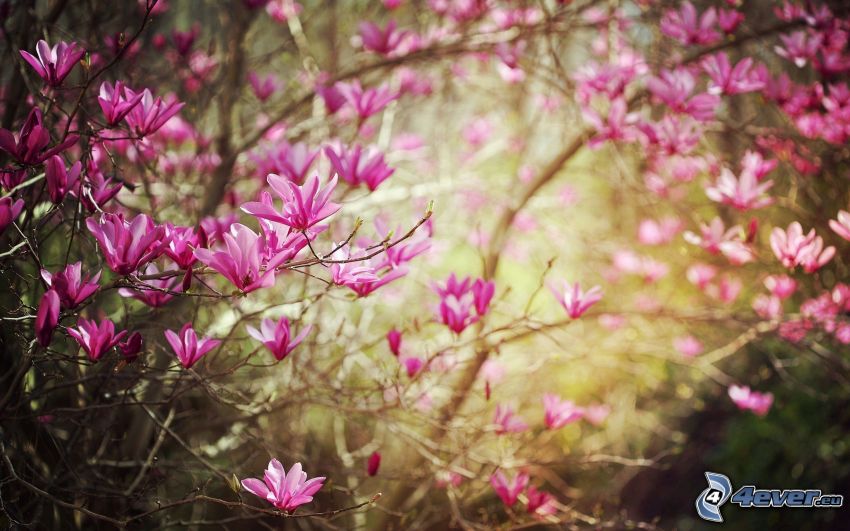 arbre à floraison, fleurs roses