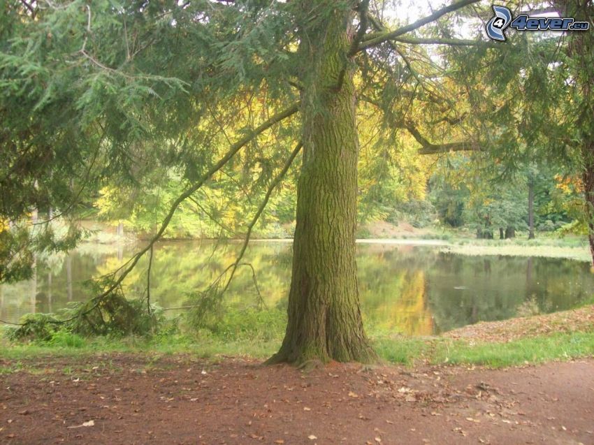 arbre au bord du lac, conifère, eau, forêt