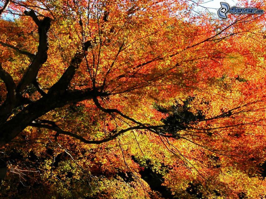 arbre coloré, arbre en automne