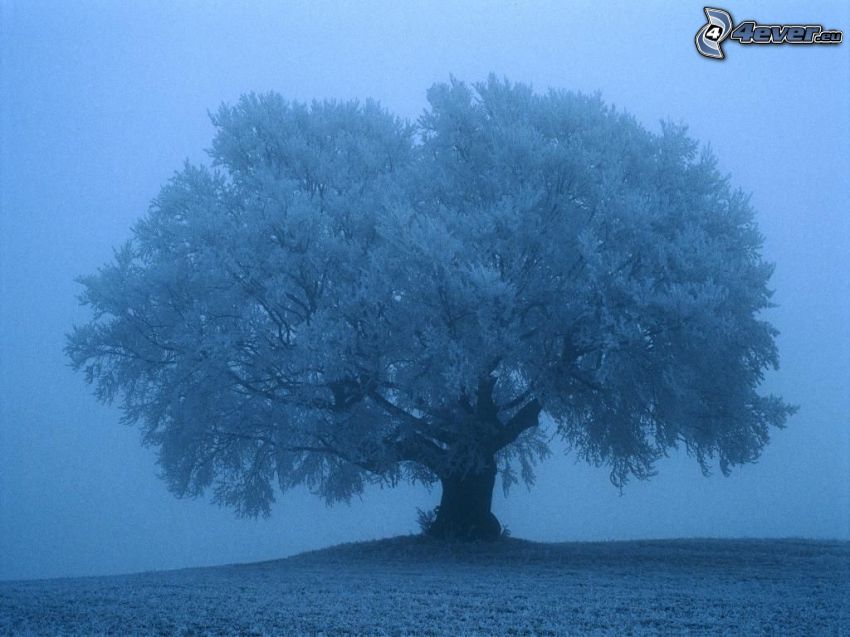 arbre dans le champ, brouillard, givre