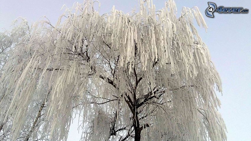 arbre gelé, l'hiver
