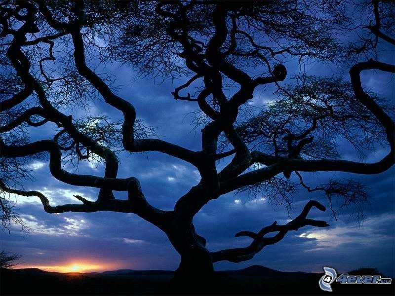 arbre rameux, paysage, lever du soleil, silhouette de l'arbre
