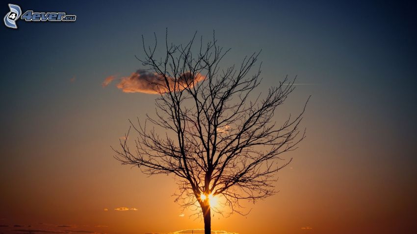 arbre sans feuilles, arbre solitaire, soleil, nuage