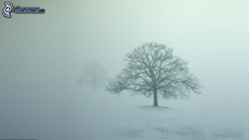 arbre sans feuilles, brouillard, neige