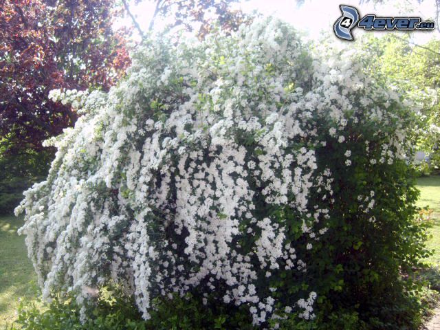 arbustes fleuris, fleurs blanches