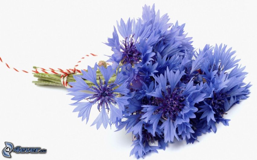 bleuet, bouquet