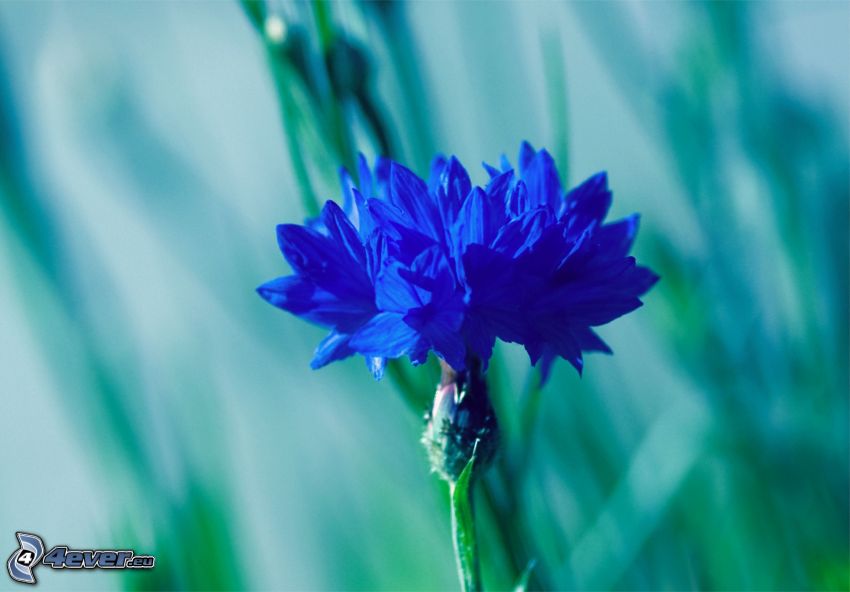 bleuet, fleur bleue