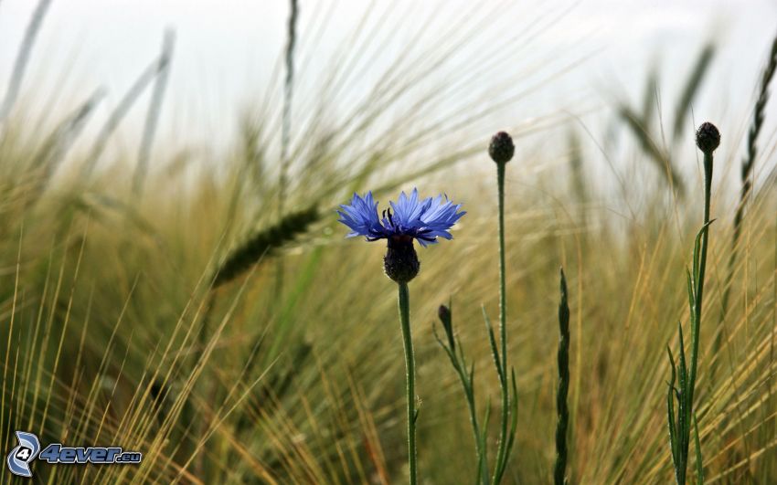 bleuet, fleurs des champs