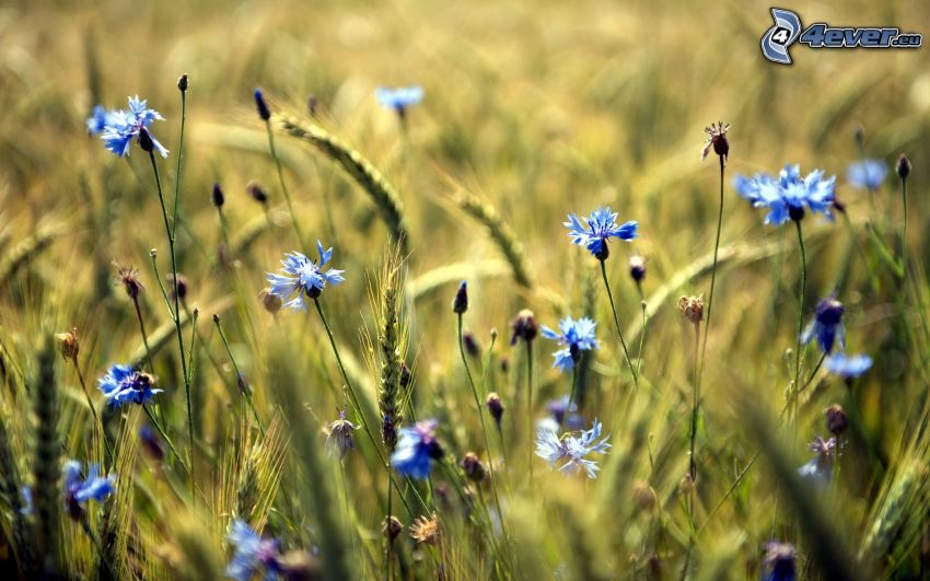 bleuet, fleurs des champs