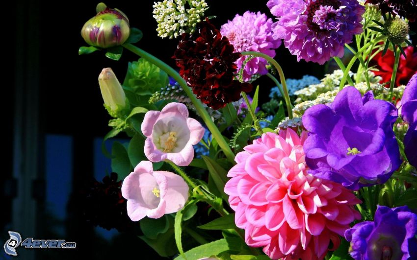 bouquet, fleurs colorées