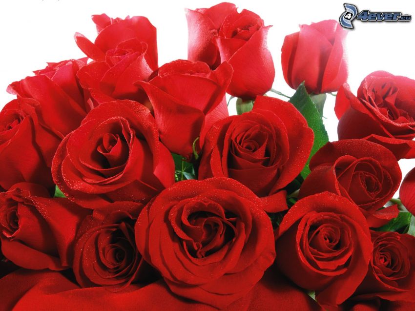 bouquet de roses, roses rouges
