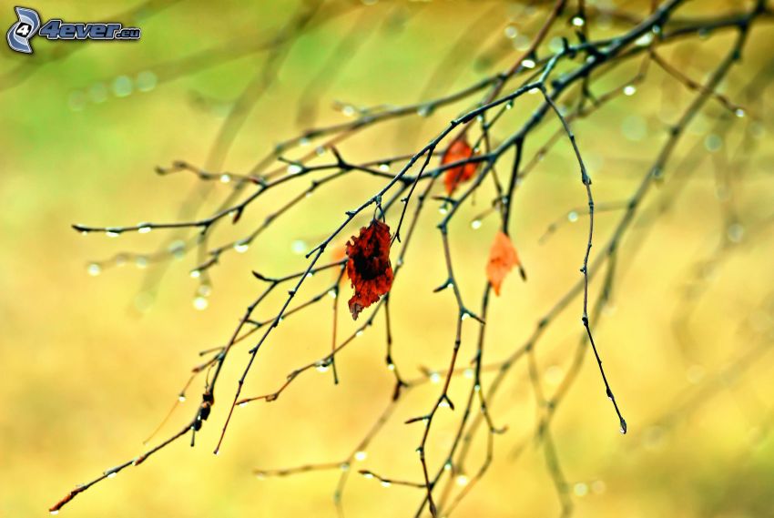 branches, feuilles rouges