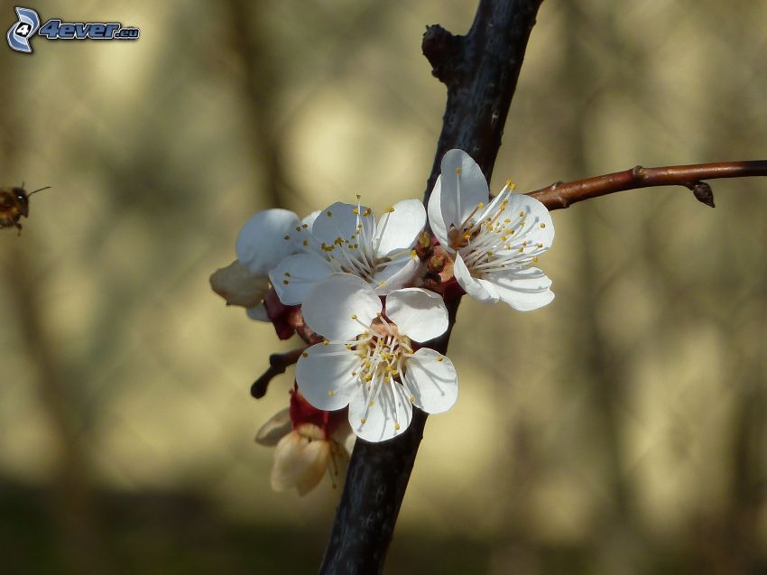 brindille en fleur, fleurs blanches