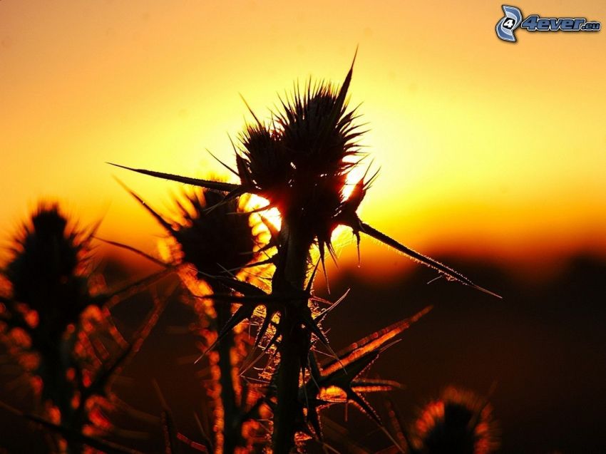 cactus, coucher du soleil