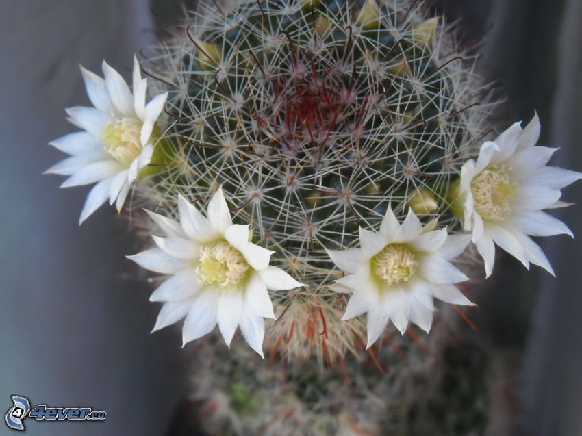 cactus, fleurs blanches