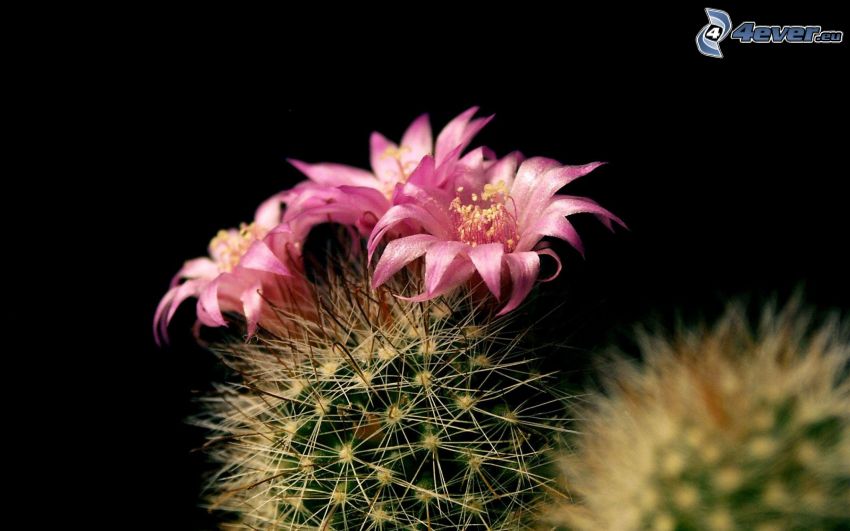 cactus, fleurs violettes