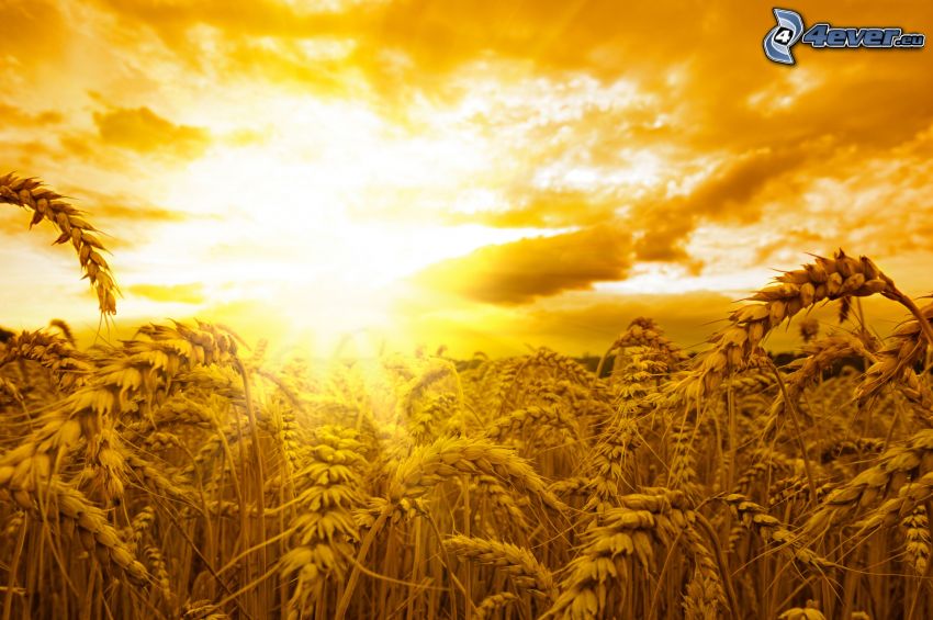 champ de blé mûr, Coucher du soleil sur le champ, ciel orange