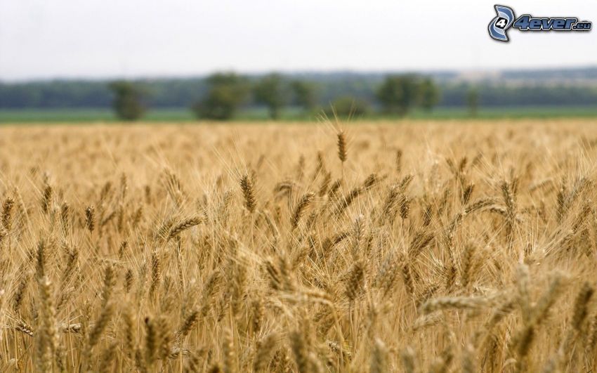 champ de blé mûr