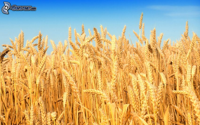 champ de maïs, champ de blé