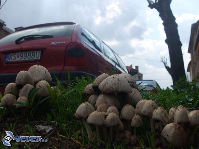 champignons, Citroën Xsara