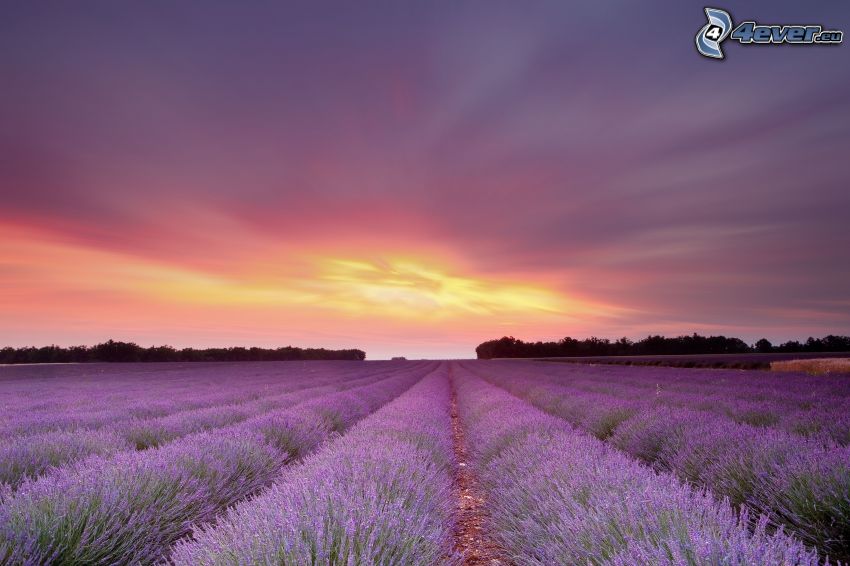 champs de lavande, ciel violet