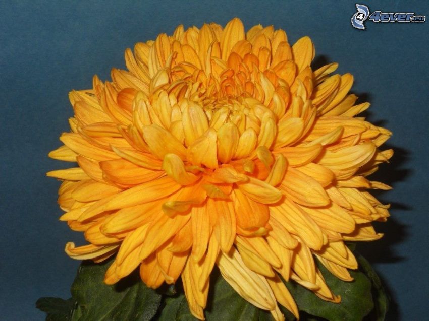 Chrysanthèmes, fleur orange